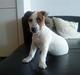 Jack russell terrier Mille