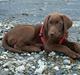 Labrador retriever Morgan