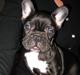 Fransk bulldog Daisy