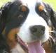 Berner sennenhund gainits asalie