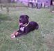Amerikansk bulldog Manto "min mor´s"