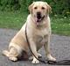 Labrador retriever Chico