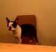 Boston terrier Daisy