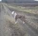 Amerikansk bulldog / Am. Stafford - Diamond