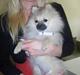 Pomeranian Alma