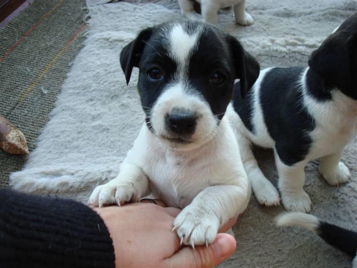 Jack russell terrier Enzo - Mig 6 uger gammel :-) billede 1