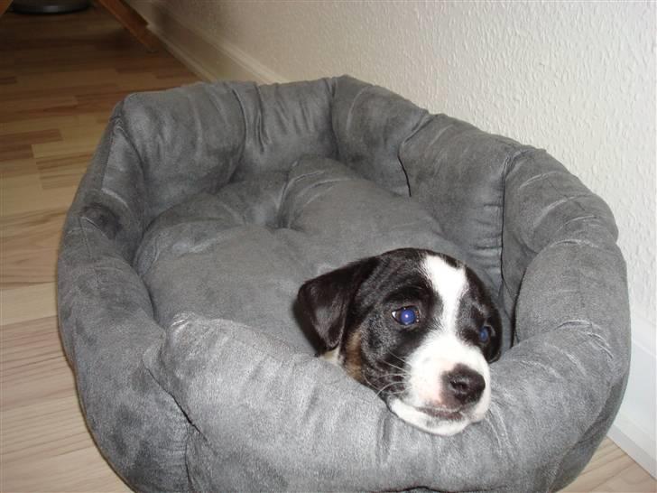 Jack russell terrier Enzo - Min nye kurv billede 2