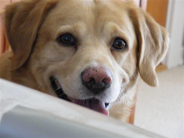 Labrador retriever Buller R.I.P. billede 14