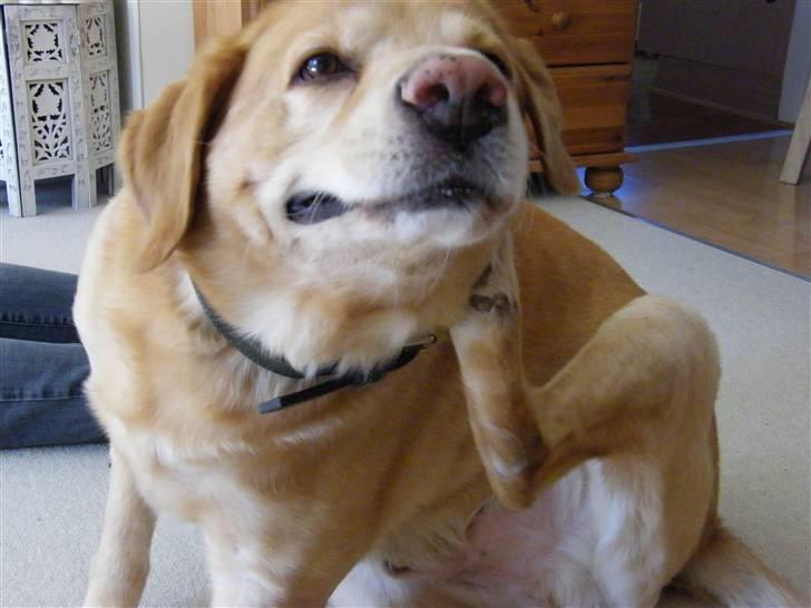 Labrador retriever Buller R.I.P. billede 15