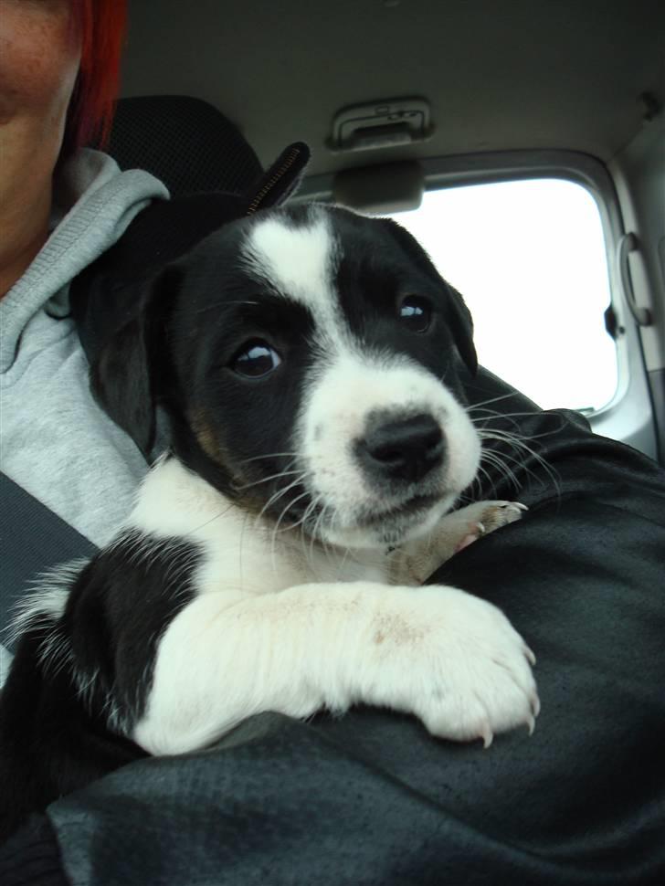 Jack russell terrier Enzo - På vej hjem til min nye mor og far billede 3