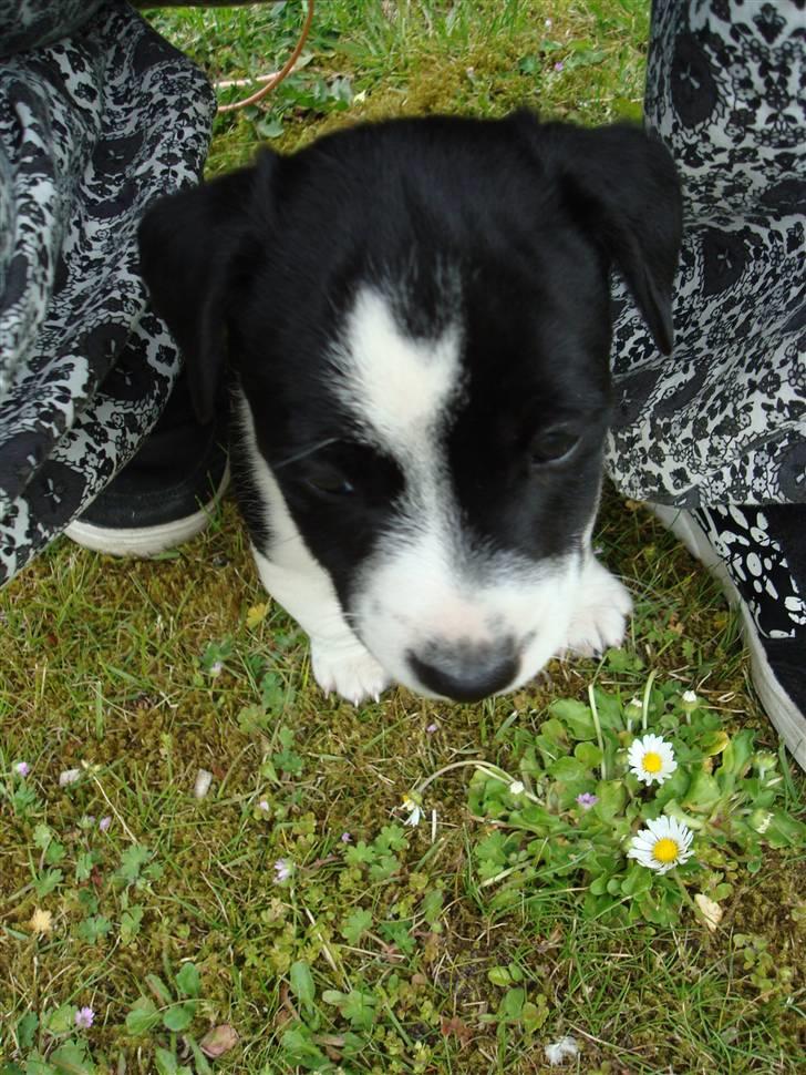 Jack russell terrier Enzo - Imellem mors ben for min nye bror Aygo er lidt vild  billede 4