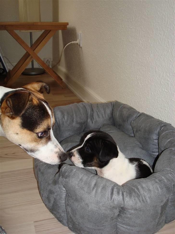 Jack russell terrier Enzo - Han syntes jeg er lidt sød billede 5