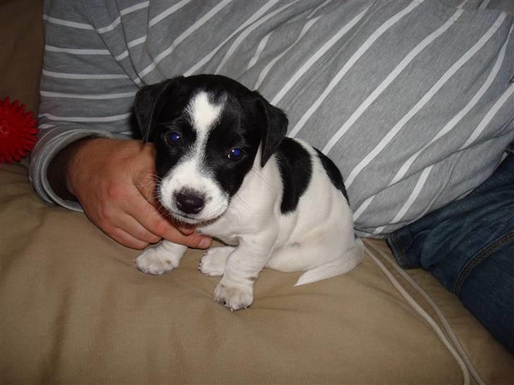 Jack russell terrier Enzo - Ja jeg er da også sød... Ikk? billede 6