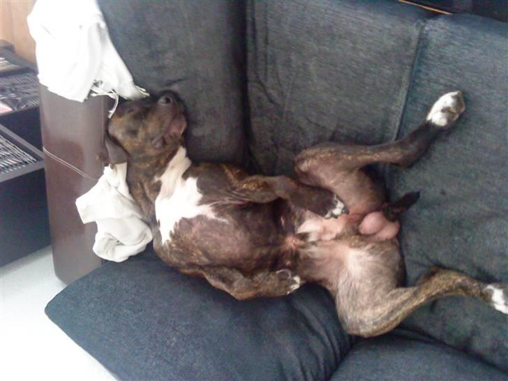 Amerikansk staffordshire terrier Teison - ´ Han elsker bare at sove den hund q:  billede 12