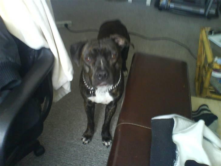 Amerikansk staffordshire terrier Teison - ..  Teison  <3<3 billede 13