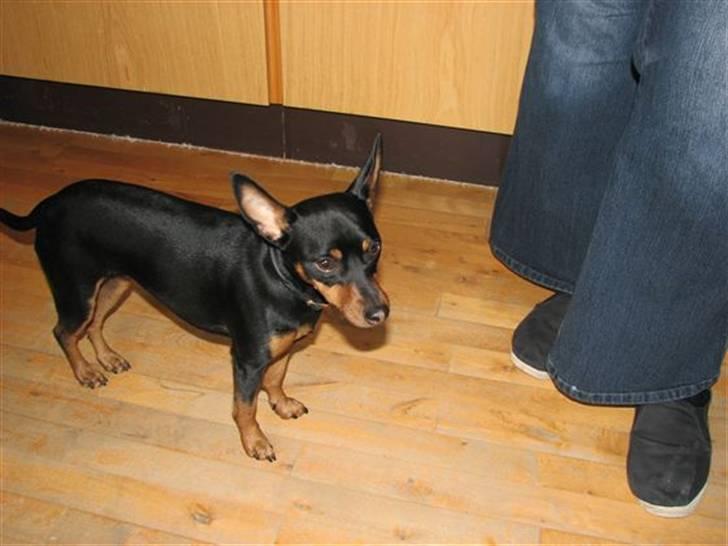 Dvaergpinscher Tiki billede 1