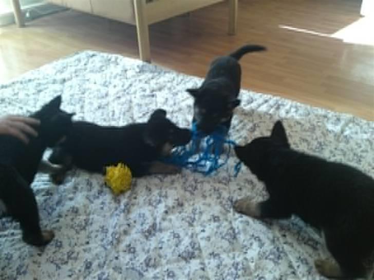 Schæferhund Neema - Det er Neema bag den gule bold. billede 4