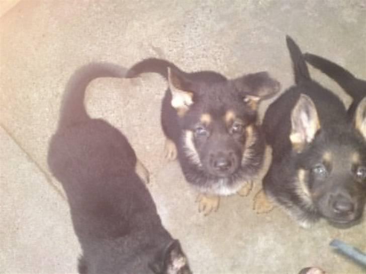 Schæferhund Neema - Det Neema i midten  billede 5