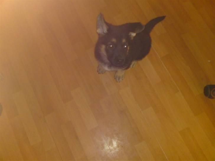 Schæferhund Neema - Neema 7uger billede 6