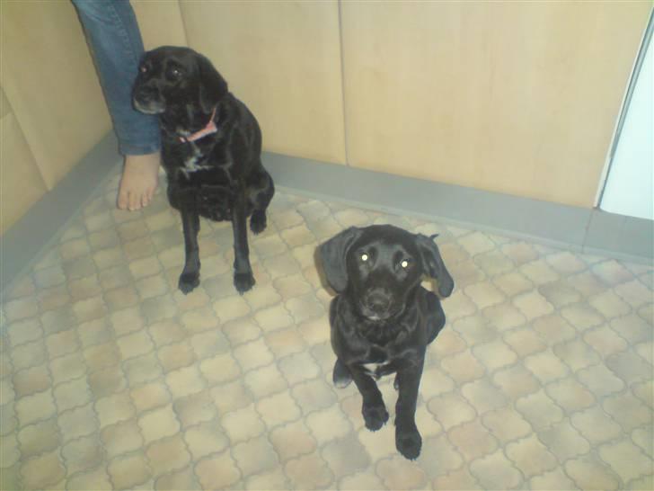 Blanding af racer bibi lige blvet solgt :`( - min mor bella bagerst og mig forrest:):) billede 19