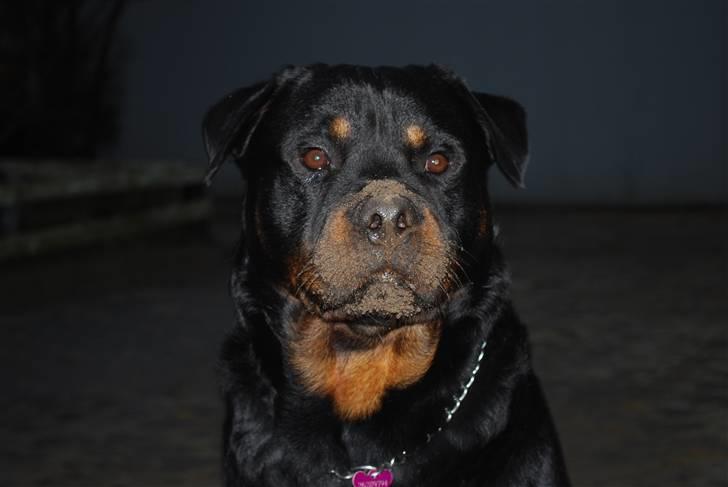 Rottweiler Christoff R.I.P - Hva....nej det var ikke mig der gravede det hul... billede 19