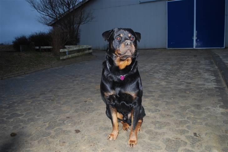 Rottweiler Christoff R.I.P billede 20