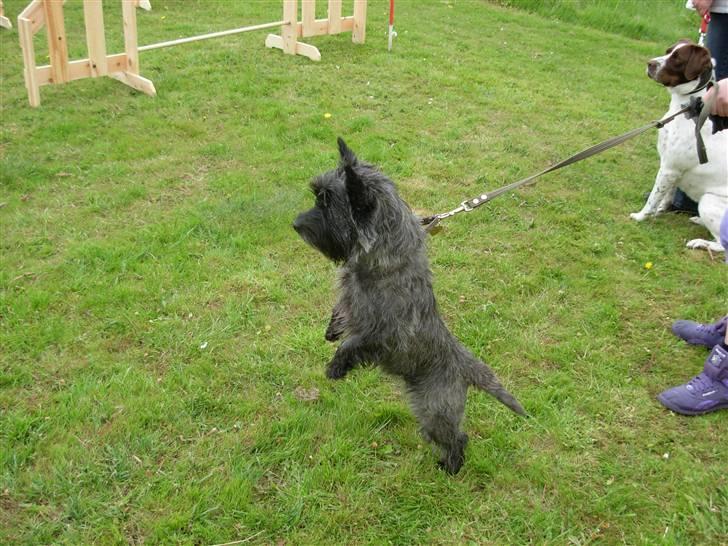 Cairn terrier Frida - uu en anden hund  billede 12