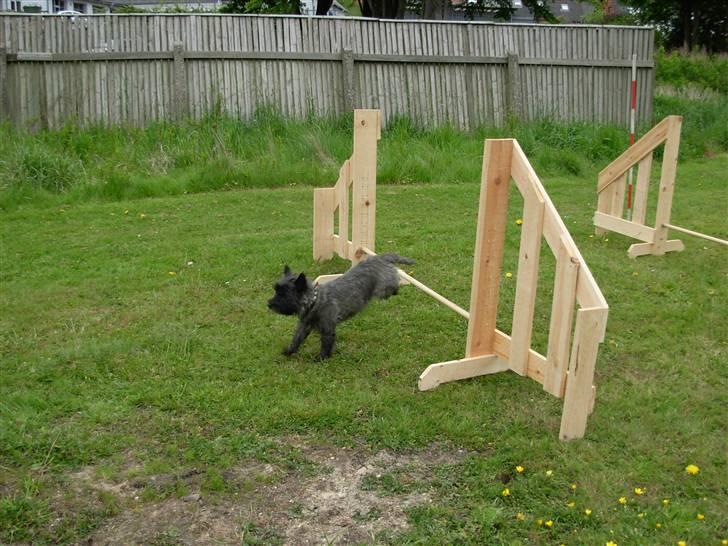 Cairn terrier Frida - jeg er lige landet  billede 13