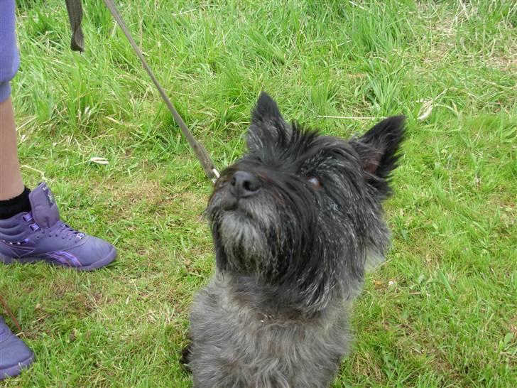 Cairn terrier Frida - MAD! billede 14