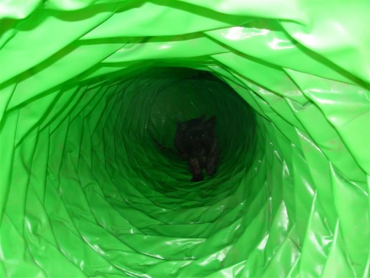 Cairn terrier Frida - nu er jeg næsten ude  billede 15