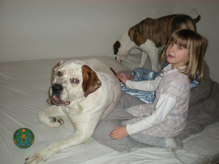 Blanding af racer Dmitri - så skal vi til at sove. to børn og to hunde det er så hyggeligt. :) billede 19