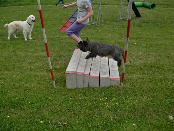 Cairn terrier Frida - Jeg flyver! billede 16