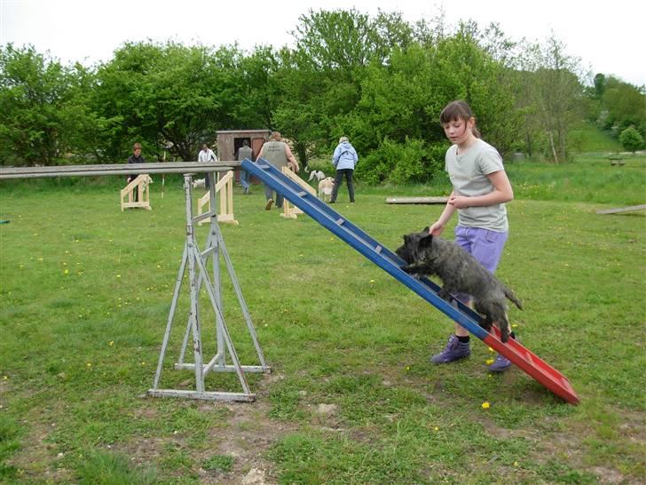 Cairn terrier Frida - jeg må passe på at jeg ikke falder ned  billede 17