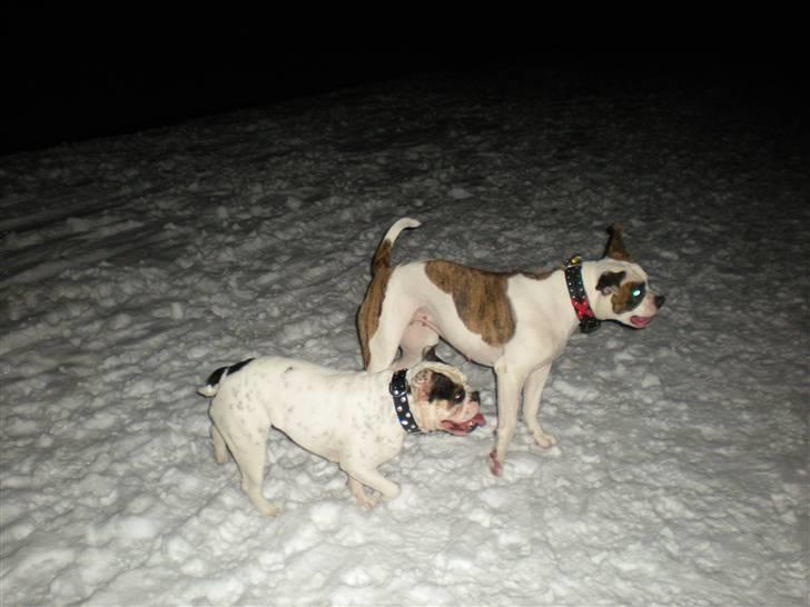 Olde english bulldogge Bullforce møffe billede 19