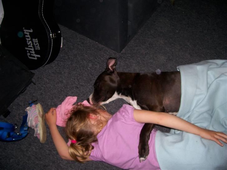 Amerikansk staffordshire terrier Camí billede 19