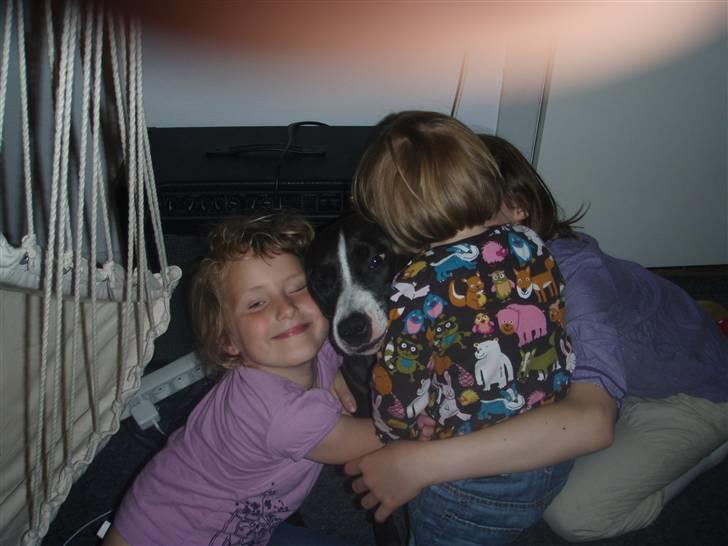 Amerikansk staffordshire terrier Camí billede 20