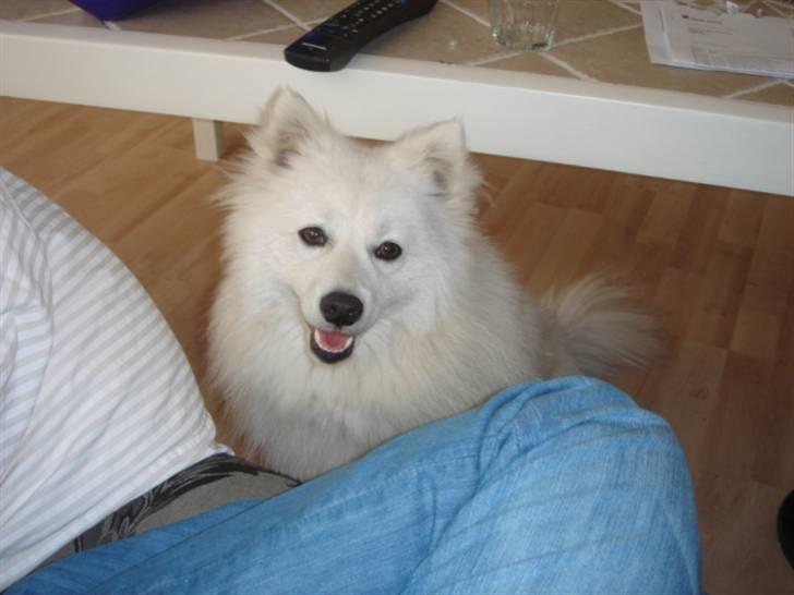 Japansk spids Bella billede 1