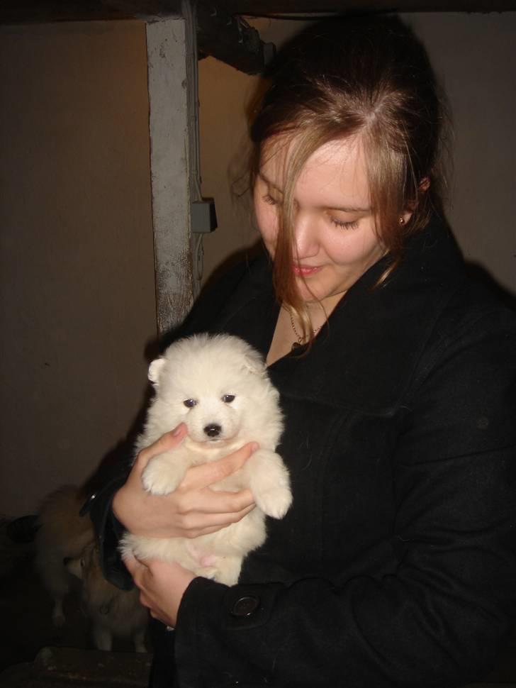 Japansk spids Bella billede 2