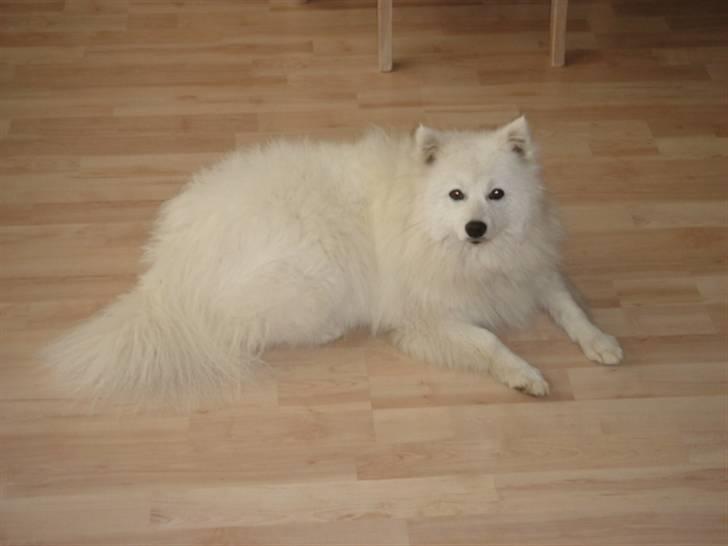 Japansk spids Bella billede 3