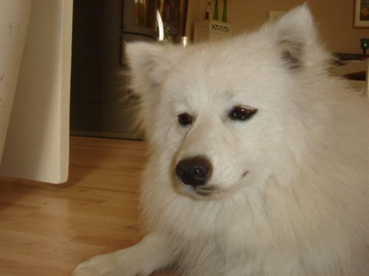 Japansk spids Bella billede 4