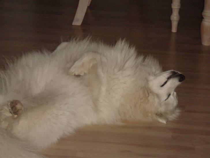 Japansk spids Bella billede 5