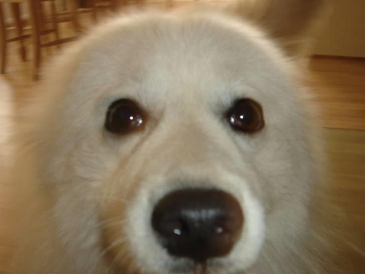 Japansk spids Bella billede 6