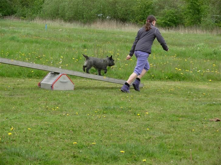 Cairn terrier Frida - jeg er lige ved at gå ned fra vippen billede 18