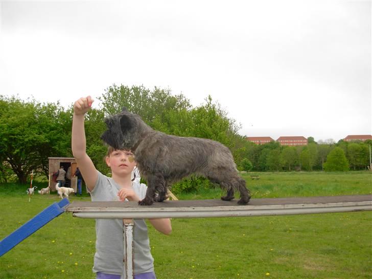 Cairn terrier Frida - wee jeg elsker at være til agility billede 19
