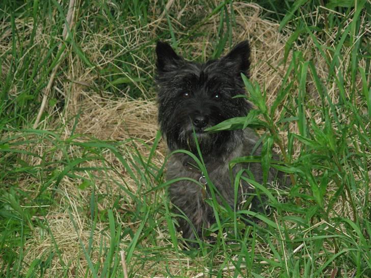 Cairn terrier Frida - åår jeg er træt nu sætter jeg mig her og venter til at vi skal hjem  billede 20