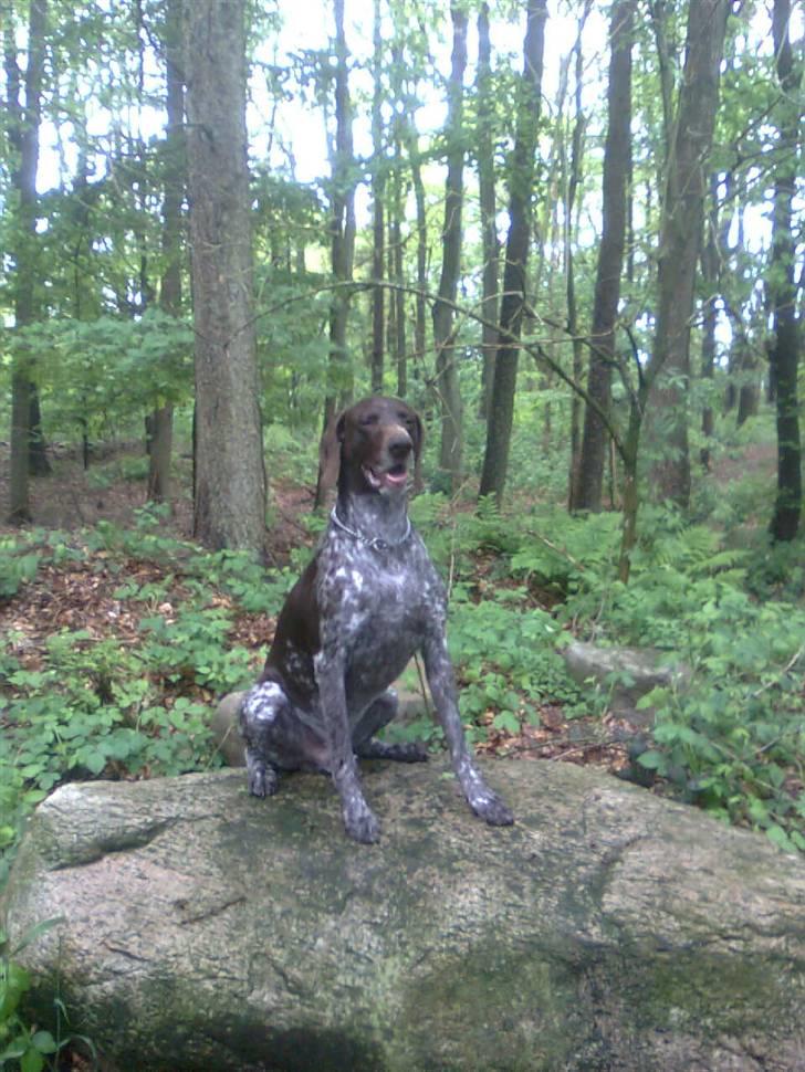 Korthåret hønsehund Sac R.I.P - Jeg er kongen. billede 1