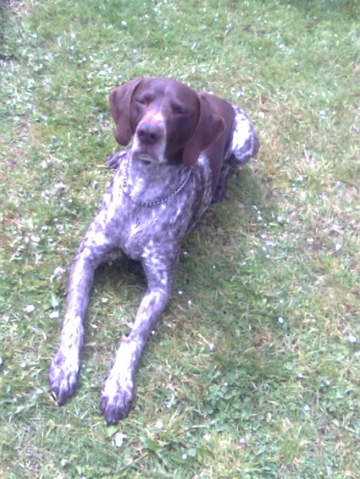 Korthåret hønsehund Sac R.I.P - Jeg dækker pænt billede 2