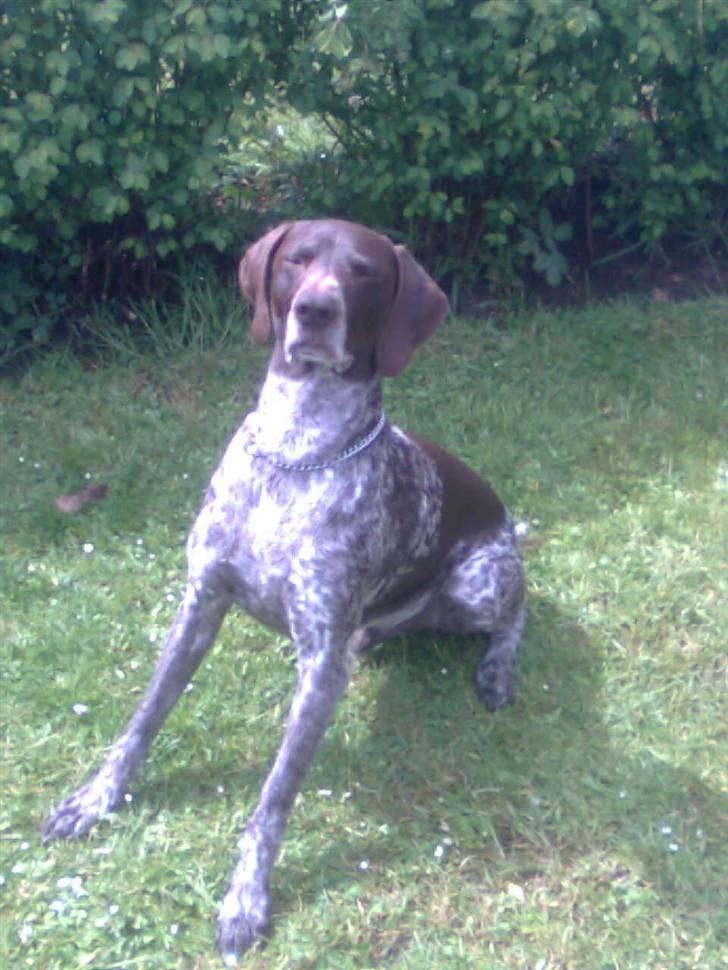 Korthåret hønsehund Sac R.I.P - Jeg sidder pænt billede 3