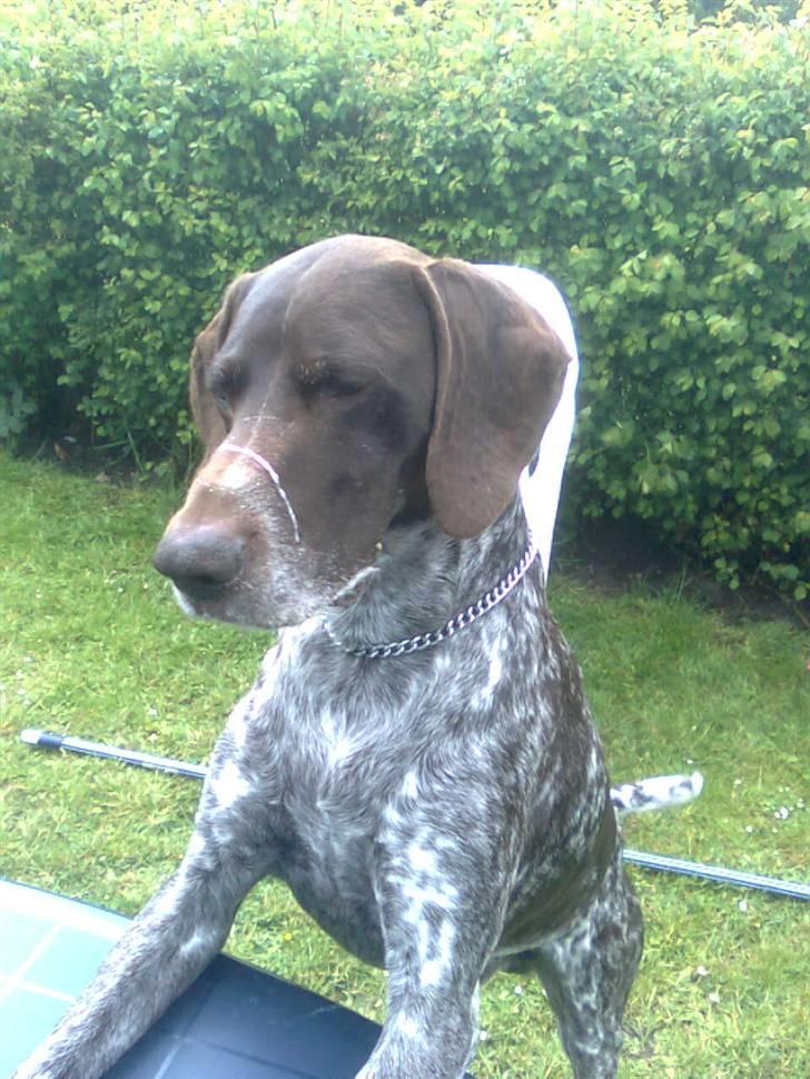 Korthåret hønsehund Sac R.I.P - Hænderne op på bordet billede 4