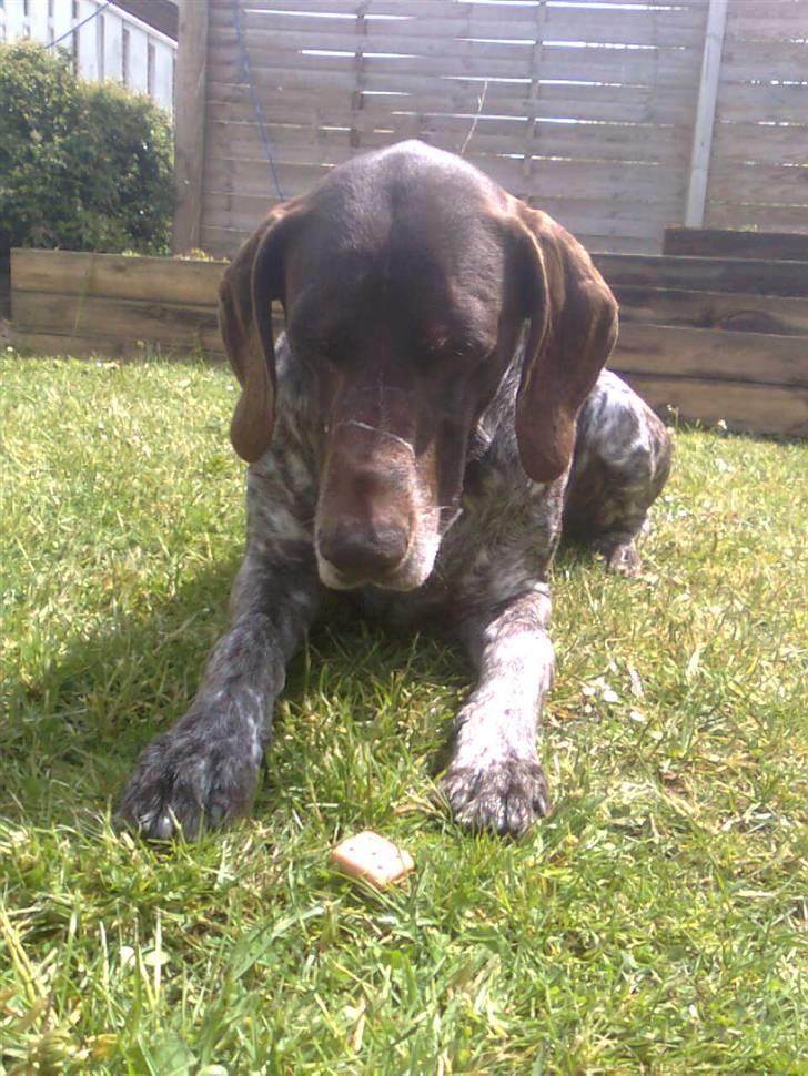 Korthåret hønsehund Sac R.I.P - Jeg må ikke før hun siger værsgod billede 5